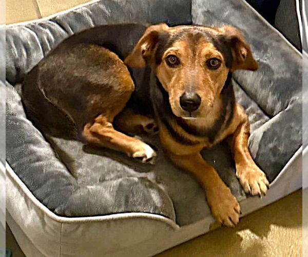 Medium Photo #7 Beagle-Unknown Mix Puppy For Sale in Dunnellon, FL, USA