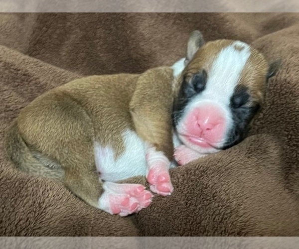 Medium Photo #25 Boxer Puppy For Sale in PONTOTOC, MS, USA