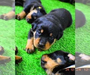 Rottweiler Puppy for sale in GLENVIEW, IL, USA