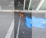 Peanut - Female Dachshund Puppy for Sale - Photo #10