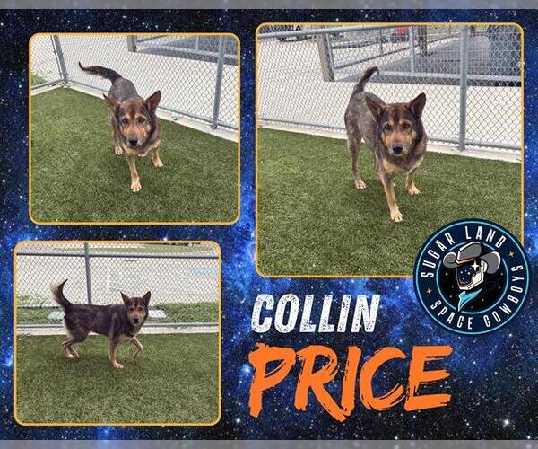 Medium Photo #2 German Shepherd Dog Puppy For Sale in Pearland, TX, USA