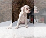 Small #3 Boxer