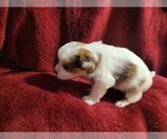 Small Photo #39 Yorkshire Terrier Puppy For Sale in AKRON, OH, USA
