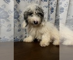 Small #4 Cavapoo-Poodle (Miniature) Mix