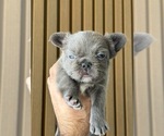 Small Photo #18 French Bulldog Puppy For Sale in PHOENIX, AZ, USA