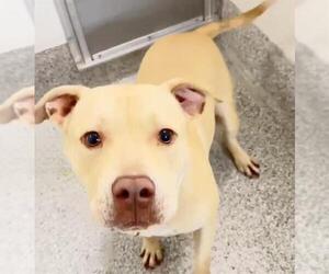 AVA - Female Mutt Dog for Adoption - Photo #2