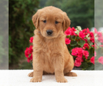 Small #2 Golden Retriever