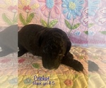 Small Photo #8 Poodle (Standard) Puppy For Sale in HOMER, IL, USA