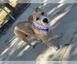 Small #3 Parson Russell Terrier Mix
