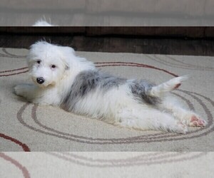 Poodle (Miniature)-Sheepadoodle Mix Puppy for sale in FREDERICKSBG, OH, USA