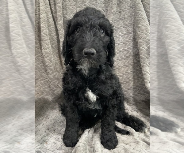 Medium Photo #5 Goldendoodle Puppy For Sale in CENTURIA, WI, USA