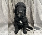 Small #4 Goldendoodle