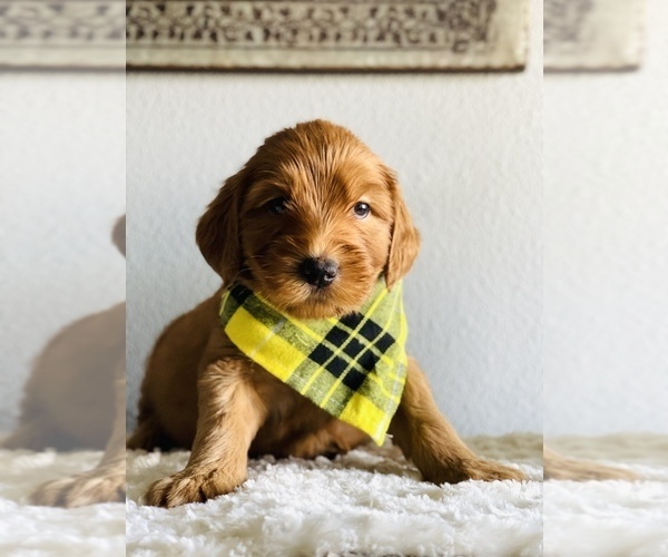 Medium Photo #6 Australian Labradoodle Puppy For Sale in PORT ORCHARD, WA, USA