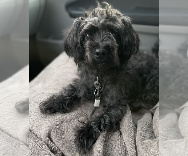 Medium Photo #4 Mutt Puppy For Sale in Brooklyn, NY, USA