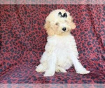Small #7 Cockapoo (Miniature)