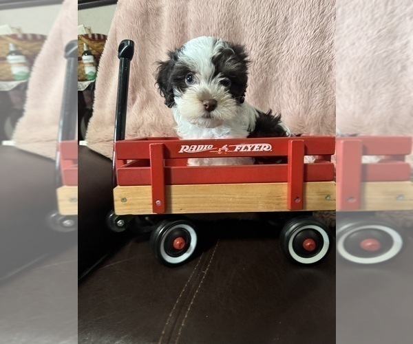 Medium Photo #5 Havanese Puppy For Sale in SATSUMA, FL, USA