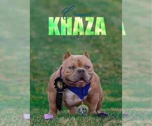 American Bully Puppy for sale in URBANA, OH, USA