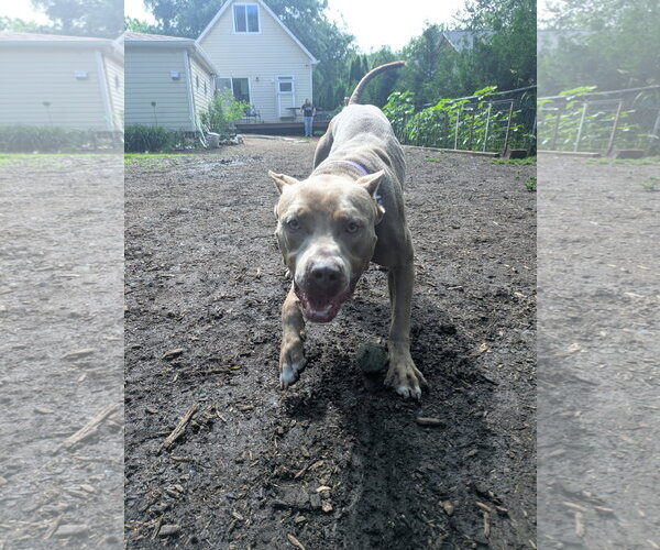 Medium Photo #9 American Pit Bull Terrier Puppy For Sale in Techny, IL, USA