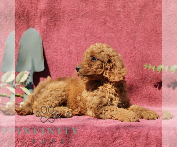 Medium Photo #4 Goldendoodle (Miniature) Puppy For Sale in EPHRATA, PA, USA