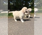 Small Photo #11 Goldendoodle Puppy For Sale in SOUTHBURY, CT, USA