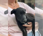 Small Photo #3 Labrador Retriever-Unknown Mix Puppy For Sale in Dana Point, CA, USA