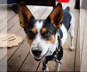 Australian Cattle Dog-Rat Terrier Mix Dogs for adoption in MOUNTAIN GROVE, MO, USA