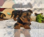 Puppy Puppy 1 Yorkshire Terrier