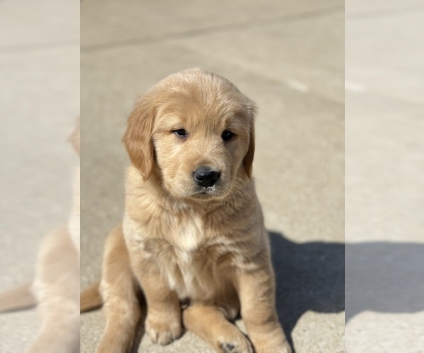 Medium Photo #5 Golden Retriever Puppy For Sale in ADDISON, IL, USA