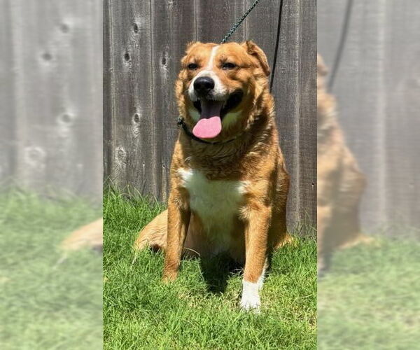Medium Photo #2 Mutt Puppy For Sale in Great Bend, KS, USA