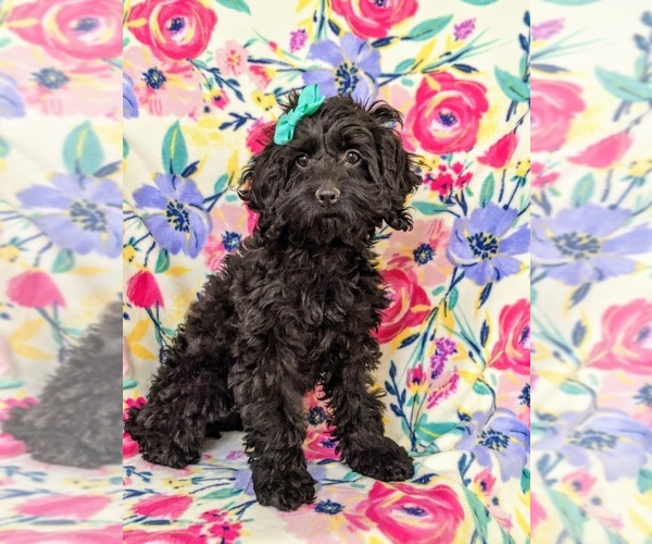 Medium Photo #3 Cocker Spaniel-Poodle (Miniature) Mix Puppy For Sale in NOTTINGHAM, PA, USA