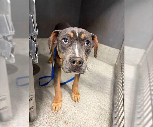 Medium Photo #1 American Staffordshire Terrier Puppy For Sale in Tallahassee, FL, USA