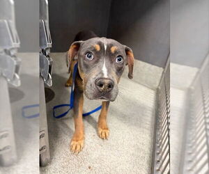 American Staffordshire Terrier Dogs for adoption in Tallahassee, FL, USA