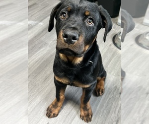 Rottweiler Puppy for sale in THORNTON, IL, USA
