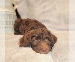 Small Photo #2 Miniature Labradoodle Puppy For Sale in EDGEWOOD, TX, USA