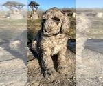 Small #1 Poodle (Standard)