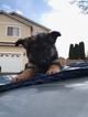 Small Photo #3 German Shepherd Dog Puppy For Sale in TROUTDALE, OR, USA