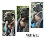Small #3 Cane Corso