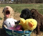 Small Photo #10 Goldendoodle Puppy For Sale in MAYFIELD, KY, USA