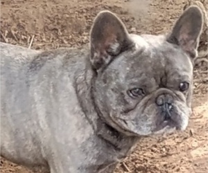 Father of the French Bulldog puppies born on 05/05/2025