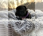 Small Photo #6 Staffordshire Bull Terrier Puppy For Sale in DAWSONVILLE, GA, USA