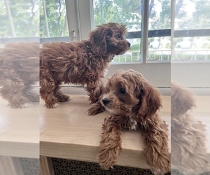 Cavapoo Puppy for Sale in SOUTH ORANGE, New Jersey USA
