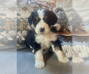 Bernedoodle Puppy for sale in CAMBRIDGE, MN, USA