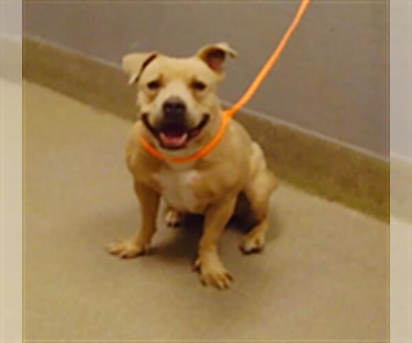 Medium Photo #1 American Pit Bull Terrier-Unknown Mix Puppy For Sale in Las Vegas, NV, USA