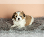 Small Photo #1 Zuchon Puppy For Sale in WOLCOTTVILLE, IN, USA