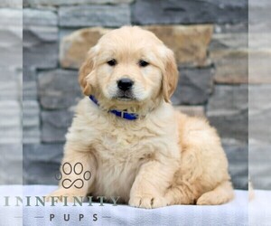 Golden Retriever Puppy for sale in LITITZ, PA, USA