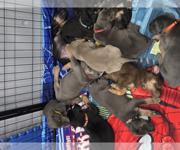 Medium Photo #1 Great Dane Puppy For Sale in HALIFAX, PA, USA