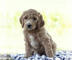 Irish Doodle Puppy for sale in CHAMBERSBURG, PA, USA