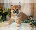 Puppy Finn Shiba Inu