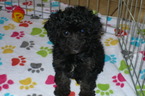 Small Photo #1 Maltese-Poodle (Toy) Mix Puppy For Sale in TUCSON, AZ, USA