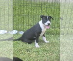 Small #2 Labrador Retriever Mix